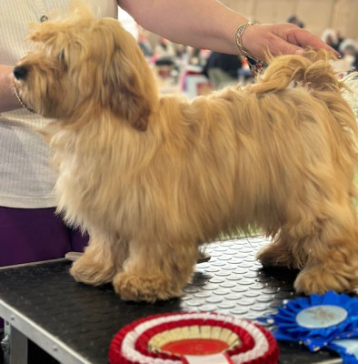 Étalon Bichon Havanais - Violon d'ingres Du Buisson De La Passée