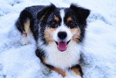 Étalon Berger Australien - The way to london of blue highway