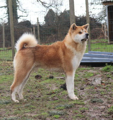 Étalon Akita - V Akaza Des Fideles Akita Ken