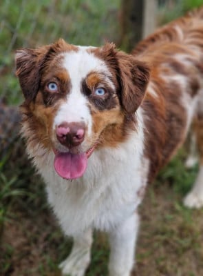 Étalon Berger Australien - V-FIVE De La Petite Compagnie Du Sablon