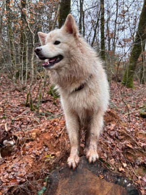 Étalon Chien finnois de Laponie - Vroum De L'Univers De Minima