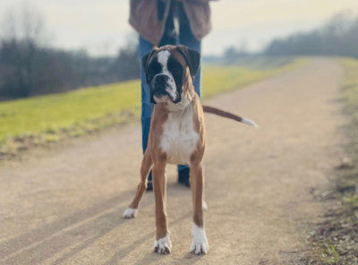 Étalon Boxer - Amédée Du Jardin De Gladys