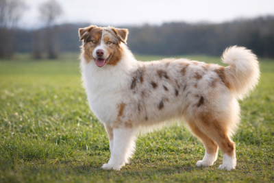 Étalon Berger Australien - Ava Of Wolf Descendants