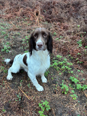 Étalon English Springer Spaniel - Teybrook Loxley (Sans Affixe)