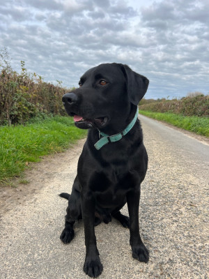 Étalon Labrador Retriever - TAO WILD BAY 