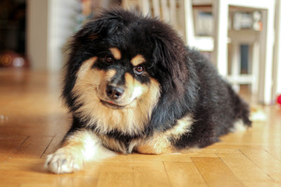 Étalon Chien finnois de Laponie - Aum Mani Padme Hum Du Bonheur Arc-en-ciel