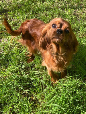 Étalon Cavalier King Charles Spaniel - Verveine du mont d'amour