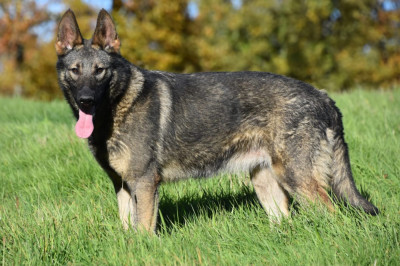 Valkyrie des trésors du maquis