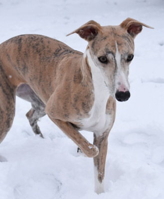 Étalon Whippet - Ambre Du Domaine D'Hémya