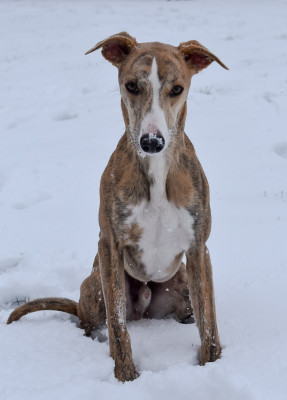 Étalon Whippet - Adamas Du Domaine D'Hémya