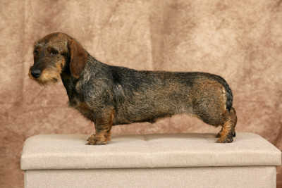 Étalon Teckel poil dur - Tamara Du Domaine De Val'bonnieure