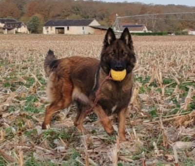 Étalon Berger Belge - Transilvany pop vom Schloss Rickens