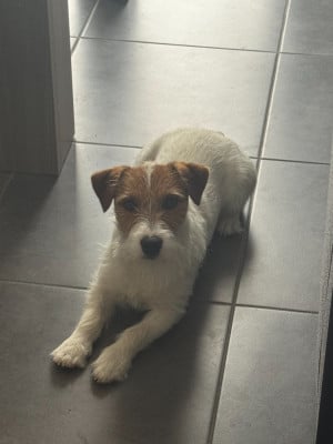 Uno CARAMALLO uno caramallo des niglots du gard