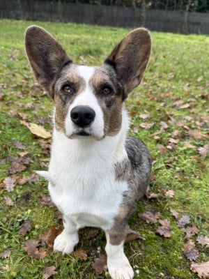 Étalon Welsh Corgi Cardigan - Texy Of Queen Mangilith
