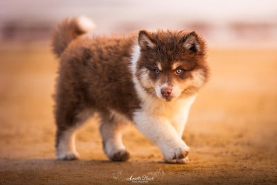 Étalon Chien finnois de Laponie - Ades De L'Univers De Minima