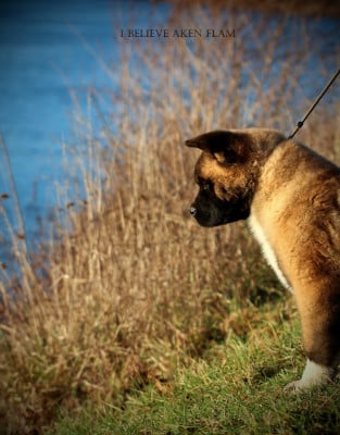 Étalon Akita americain - Anibal I Believe Aken Flam