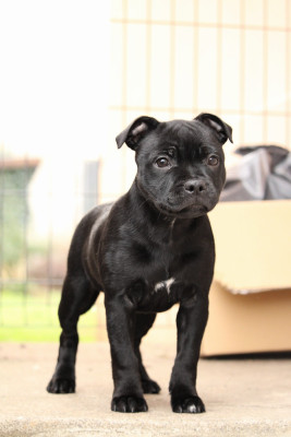 Étalon Staffordshire Bull Terrier - Ambizion Az a Ridah Des Gardiens Du H'Stafford