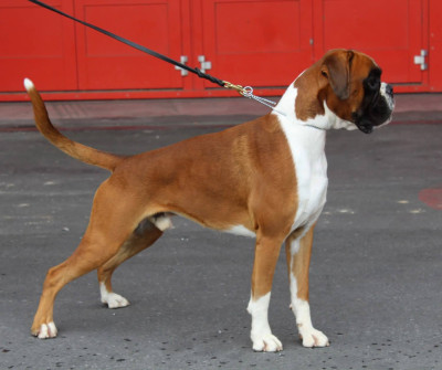 Étalon Boxer - CH. VASSO des Jardins de Passiflore