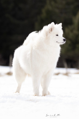 Étalon Samoyède - Vintage World Vanouk of Karasea