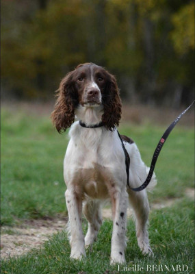 Étalon English Springer Spaniel - TR. Unik De La Côte Des Légendes