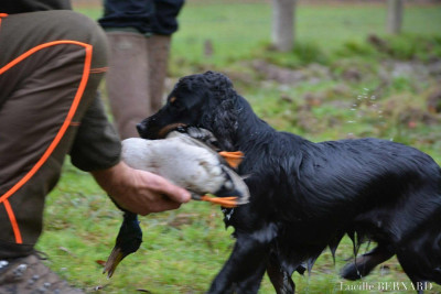 Étalon Cocker Spaniel Anglais - TR. U'guette De La Côte Des Légendes