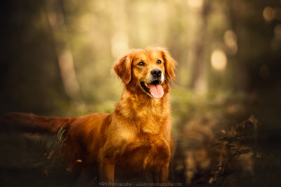 Étalon Golden Retriever - Peeta (Sans Affixe)