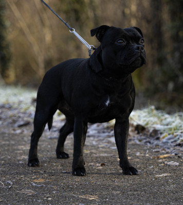 Étalon Staffordshire Bull Terrier - Staffimpact Tia