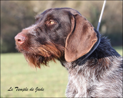 Étalon Chien d'arrêt allemand à poil dur - Arcos (Sans Affixe)