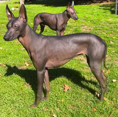 Étalon Chien nu du Perou - CH. Susi Huaytara