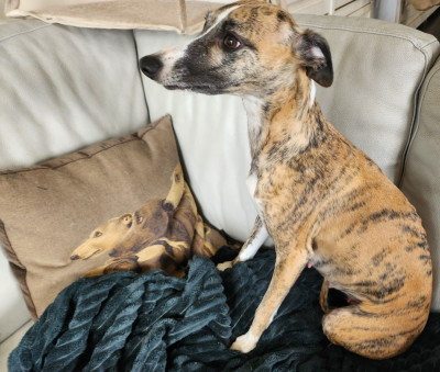 Étalon Whippet - TIGRESSE du chateau d'o-riant