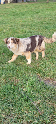 Étalon Berger Américain Miniature - Amazing Moka Domaine des Perles de la Riviera