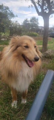 Étalon Shetland Sheepdog - Vendôme Des Molosses De Timoulys