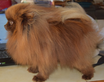 Étalon Spitz allemand - golpomeranians Mikado (Yasniy svet)