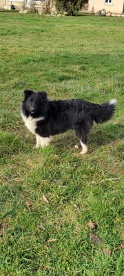 Étalon Shetland Sheepdog - Athena de la Chambrette Agenaise