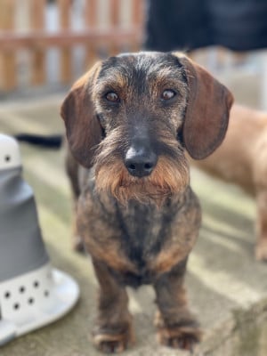 Étalon Teckel poil dur - CH. PAKITA Lou Cassaire