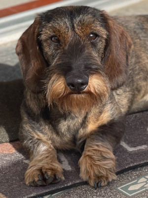 Étalon Teckel poil dur - CH. URANE De La Plaine Des Muscatelles