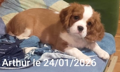 Étalon Cavalier King Charles Spaniel - Arthur (Sans Affixe)