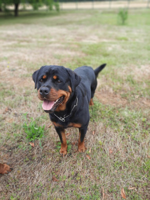 Étalon Rottweiler - Uzy Von Der Vangfuller