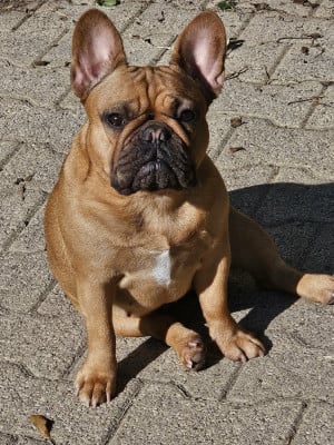 Étalon Bouledogue français - URAKEN-ULMA De L' Alzine De Saint-Martin