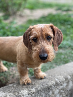 Étalon Teckel poil dur - URKA Du Domaine De Val'bonnieure