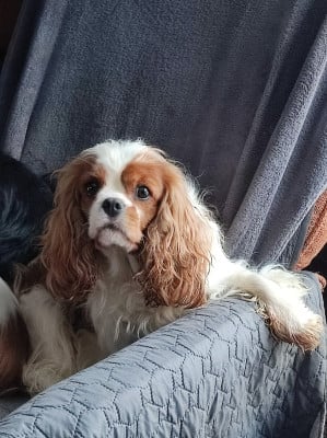 Ursuline De castelburry