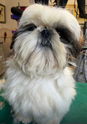 Étalon Shih Tzu - Valou De Pepsie Pep's