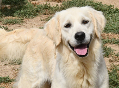 Étalon Golden Retriever - Sundae des Douces Merveilles