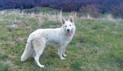 Étalon Berger Blanc Suisse - Vladys du Domaine De Cap Dé Lastouse