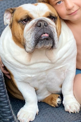 Étalon Bulldog Anglais - Pandora (Sans Affixe)