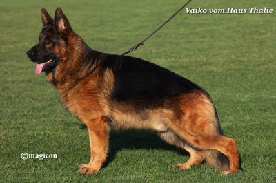 Étalon Berger Allemand - CH. Vaiko Vom haus thalie