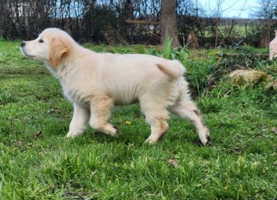 Étalon Golden Retriever - Adorable Snoopye du val d’avesnes
