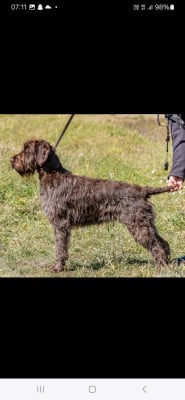 Étalon Griffon d'arrêt à poil dur Korthals - Coralicia UZIE