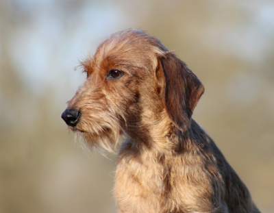 Étalon Teckel poil dur - almarxils Una Locura