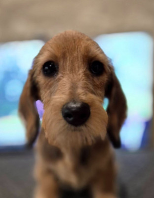 Étalon Teckel poil dur - A la Folie de l'air salin